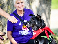 Adoptuj Warszawiaka  Wydarzenie promujące adopcję zwierząt. Organizator: Schronisko dla Bezdomnych Zwierząt "Na Paluchu". 18 sierpnia 2019, Park Raszyński w Raszynie. : park raszyński, adoptuj warszawiaka, na paluchu, schronisko dla zwierząt, centrum warszawy, raszyn